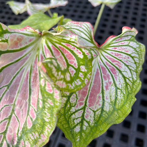 Caladium 'thai beauty'