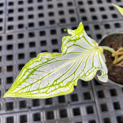 Caladium 'thai beauty'