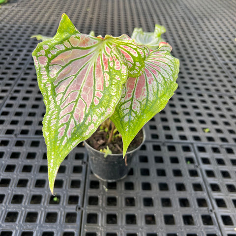 Caladium 'thai beauty'