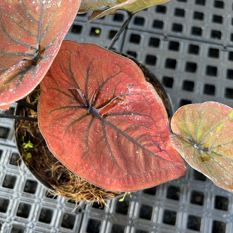 Caladium'Black Mamba'