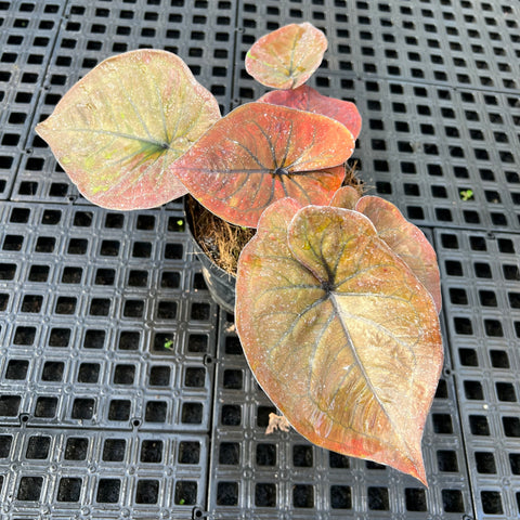 Caladium'Black Mamba'
