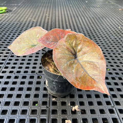 Caladium'Black Mamba'