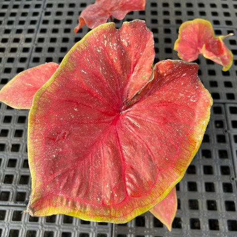 Caladium Especial 02