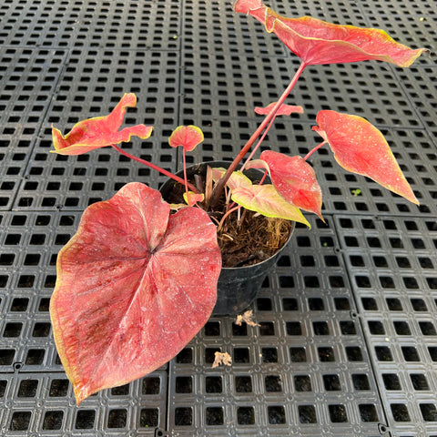 Caladium Especial 02