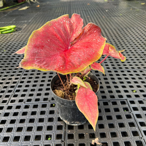 Caladium Especial 02