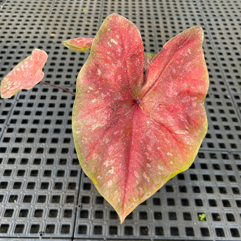 Caladium Poa Vermelho