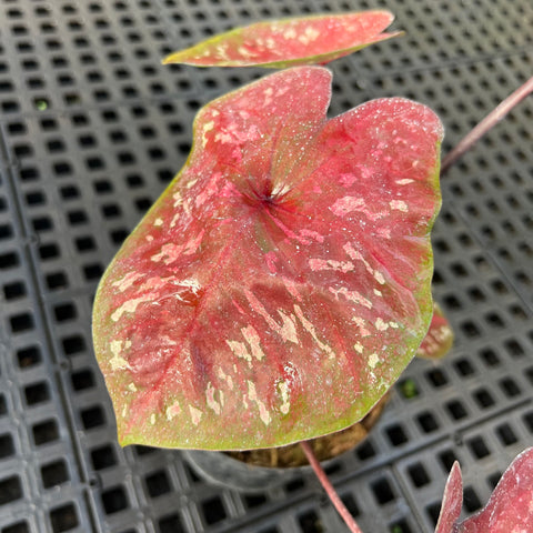 Caladium Poa Vermelho