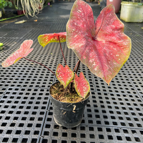 Caladium Poa Vermelho