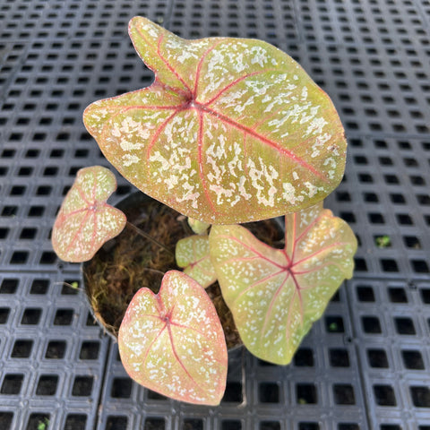 Caladium Poa Branco