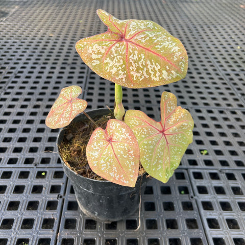 Caladium Poa Branco