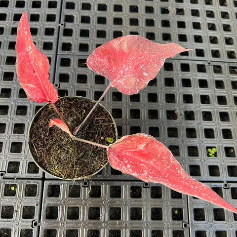 Caladium Lança - 01