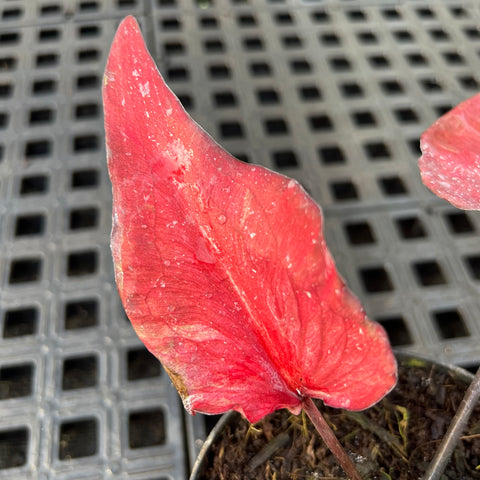 Caladium Lança - 01