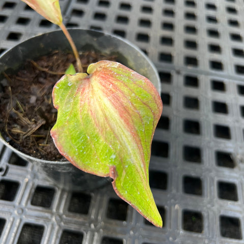 Caladium Lança - 02