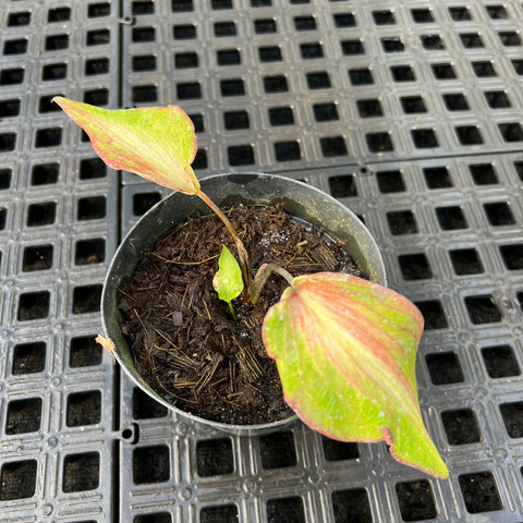 Caladium Lança - 02