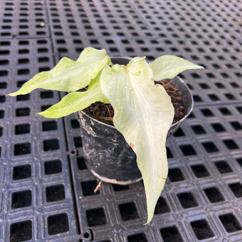 Caladium Lança - 03