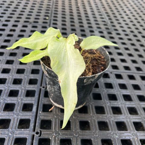 Caladium Lança - 03