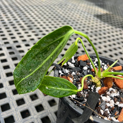 Anthurium warocqueanum G