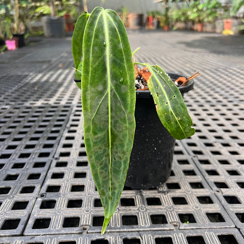 Anthurium warocqueanum G