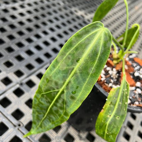 Anthurium warocqueanum G