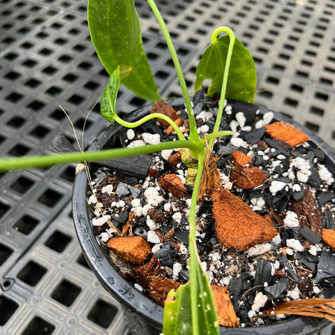 Anthurium warocqueanum G