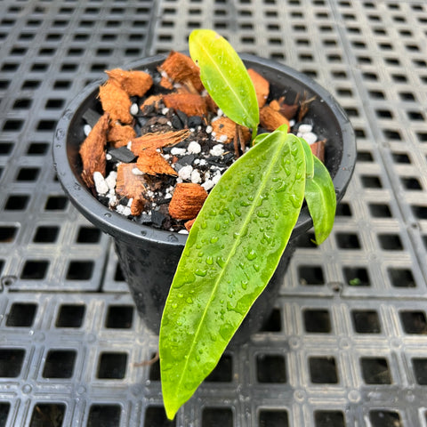 Anthurium warocqueanum P