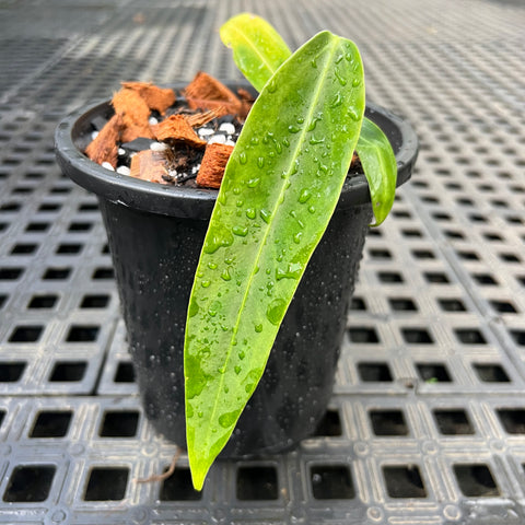 Anthurium warocqueanum P