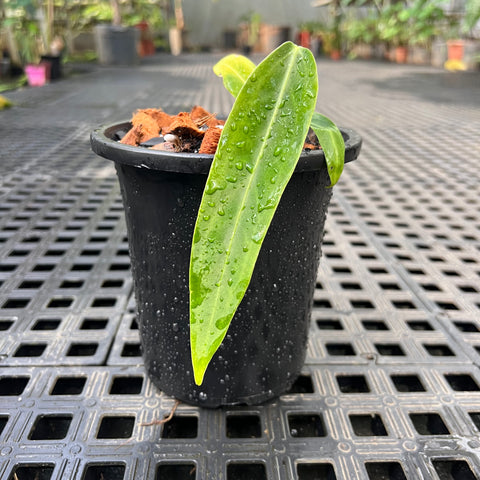 Anthurium warocqueanum P