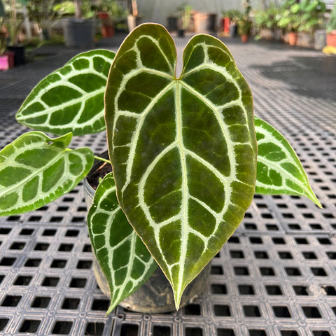 Anthurium x crystallinum 'Miami'
