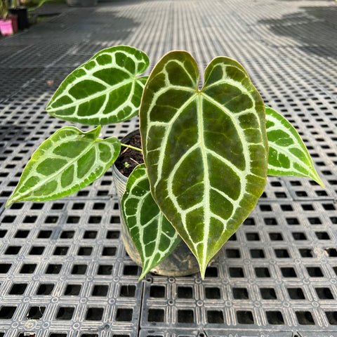 Anthurium x crystallinum 'Miami'