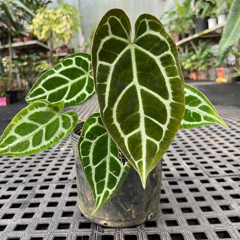 Anthurium x crystallinum 'Miami'