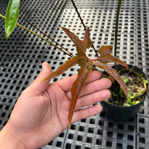 Anthurium pedatum
