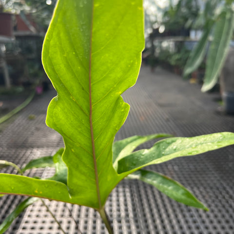 Anthurium pedatum