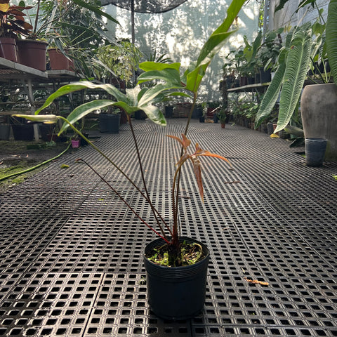 Anthurium pedatum