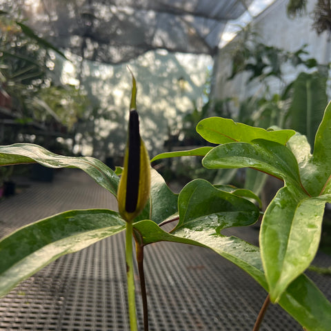 Anthurium pedatum