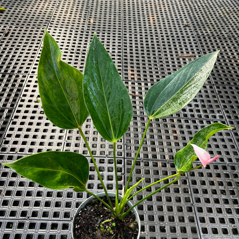 Anthurium Amnicola