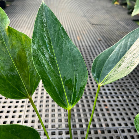 Anthurium Amnicola