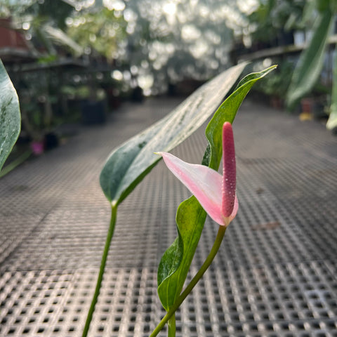 Anthurium Amnicola