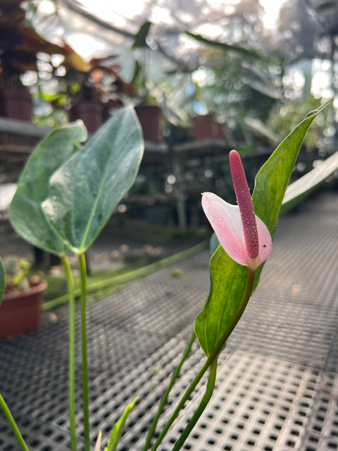 Anthurium Amnicola