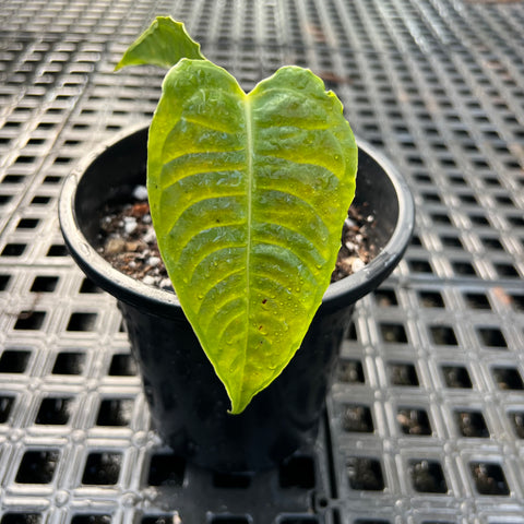Anthurium veitchii P