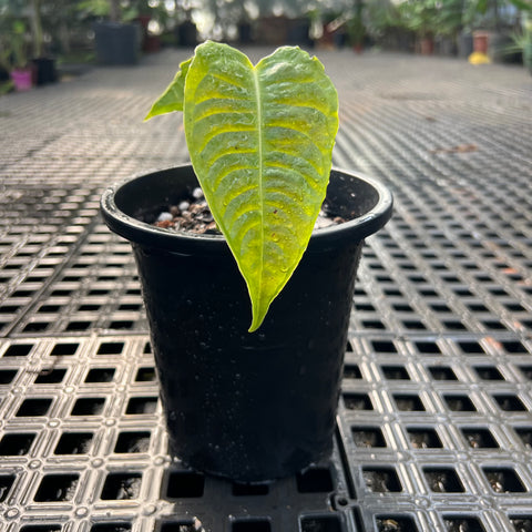 Anthurium veitchii P