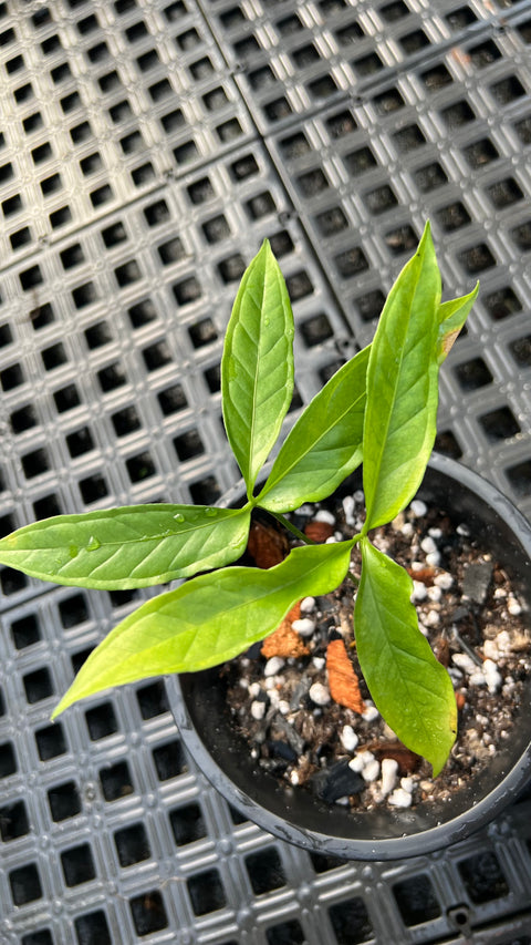 Anthurium Croatii