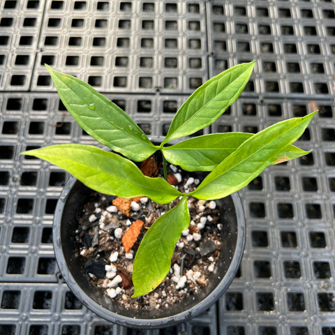 Anthurium Croatii