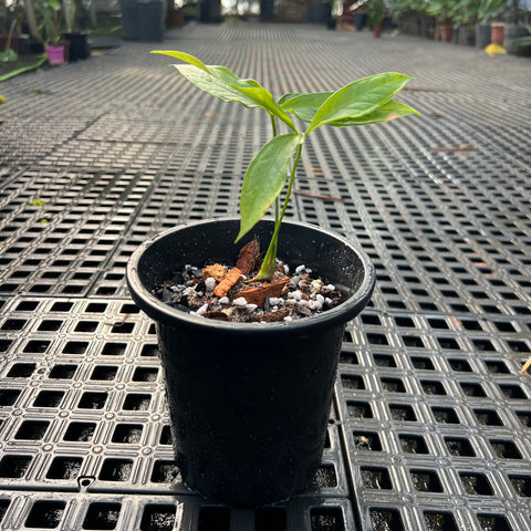 Anthurium Croatii
