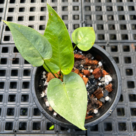 Anthurium sp.'Silver Leaves'