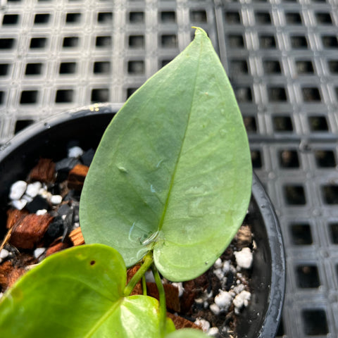Anthurium sp.'Silver Leaves'