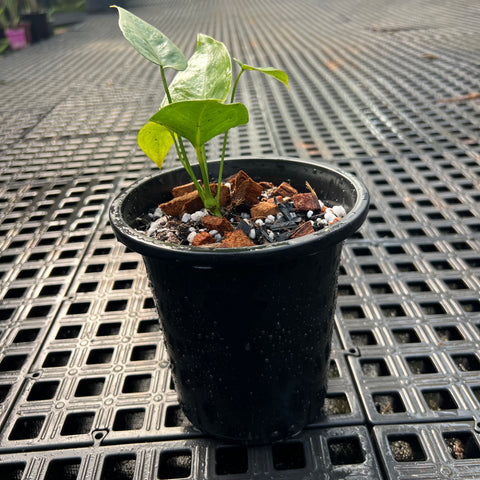 Anthurium sp.'Silver Leaves'