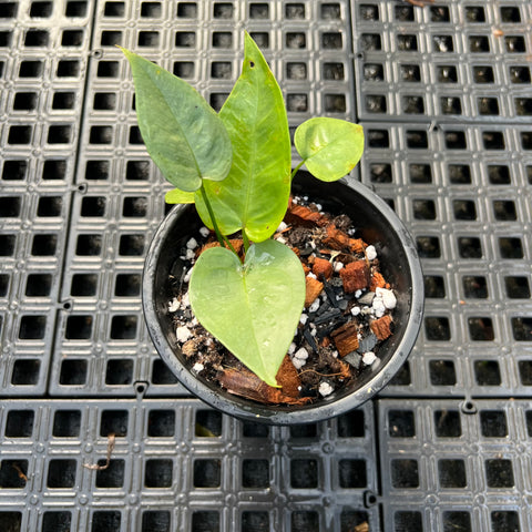 Anthurium sp.'Silver Leaves'