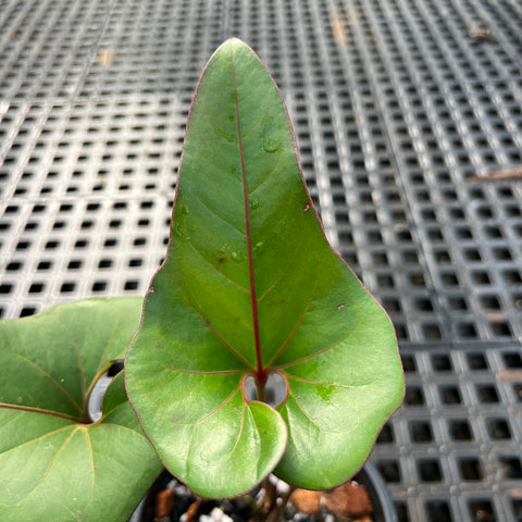 Anthurium brownii