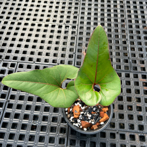 Anthurium brownii