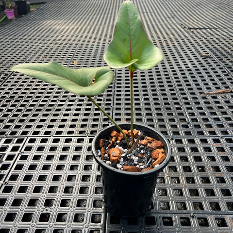 Anthurium brownii
